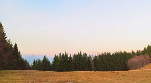 Trees on field against sky during sunset