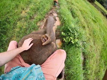 High angle view of person riding elephant