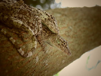 Close-up of lizard