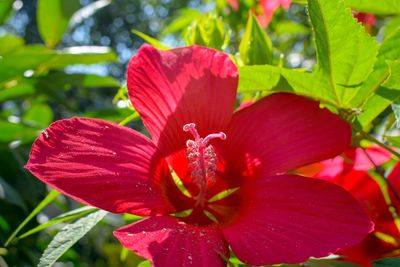 Close-up of red rose flower