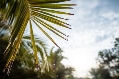 Low angle view of palm tree against sky