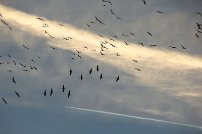 Low angle view of birds flying in sky