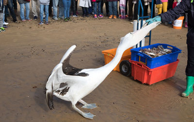 Low section of man feeding pelican at beach