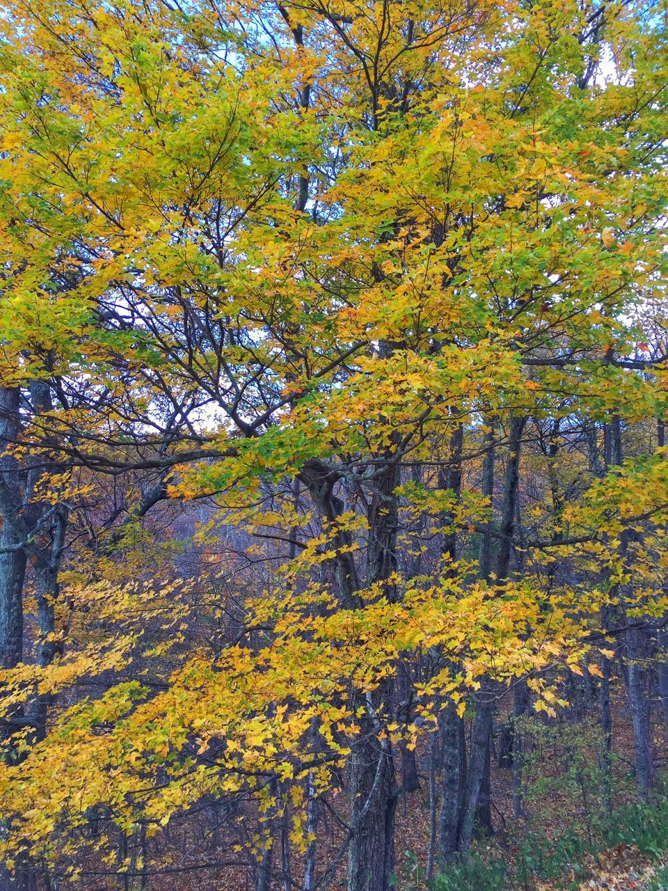 tree, yellow, growth, branch, autumn, beauty in nature, nature, change, tranquility, season, low angle view, forest, scenics, tranquil scene, leaf, tree trunk, day, no people, lush foliage, outdoors