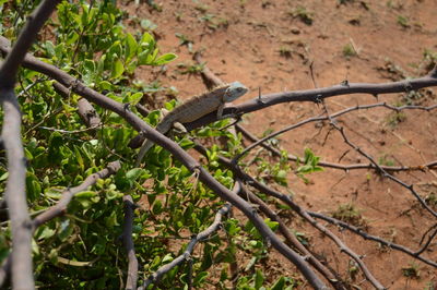 Lizard on a tree