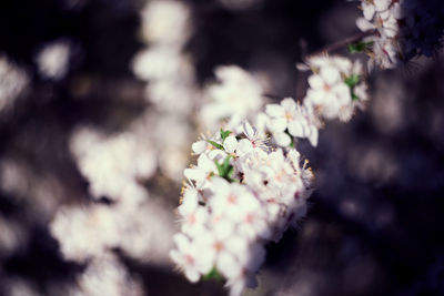 Close-up of white flowering plant