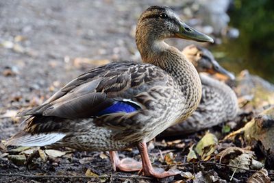 Close-up side view of a bird