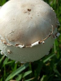 Close-up of plant against blurred background