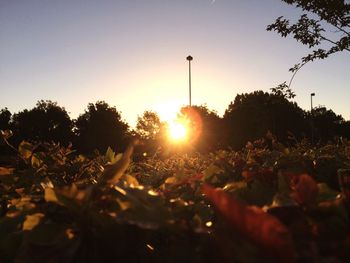 Sun shining through trees