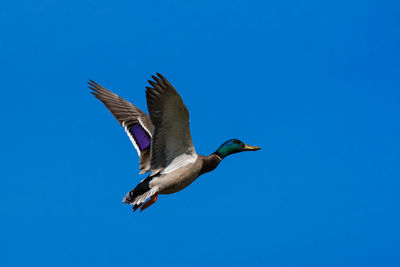 Low angle view of bird flying against clear blue sky