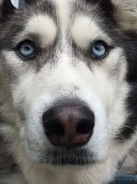 Close-up portrait of dog