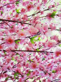 Pink flowers on tree