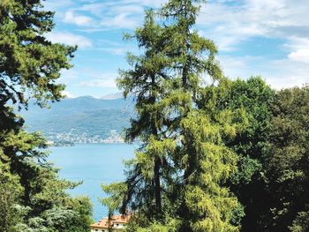 Scenic view of tree by mountains against sky