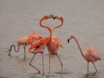 Flamingos in lake