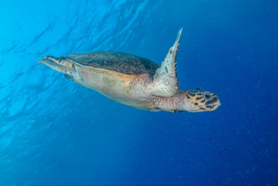 Turtle swimming in sea