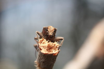 Close-up of crab on wood