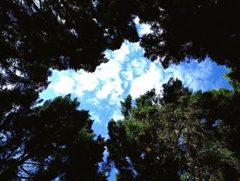 Low angle view of trees against sky