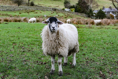 Portrait of sheep standing in a field