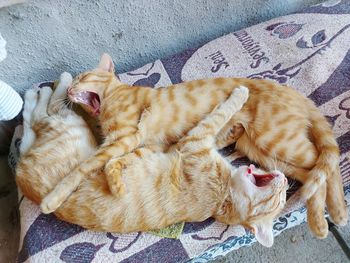 High angle view of cat sleeping