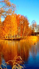 Reflection of trees in lake