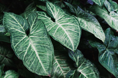 Close-up of fresh green leaves