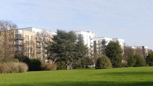 Trees on grassy field