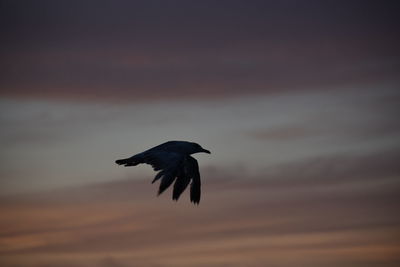 Bird flying against sky during sunset