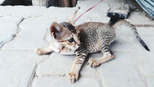 High angle view of a cat on footpath