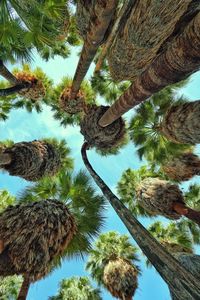 Low angle view of palm tree against sky