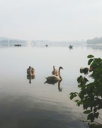 Swans swimming in lake against sky