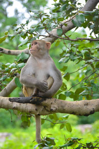 Monkey sitting on tree
