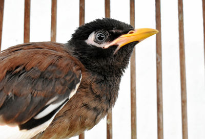 Close-up of a bird