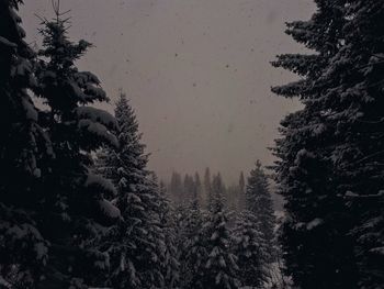 Low angle view of pine trees against sky during winter