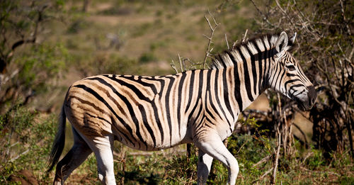 Side view of zebras standing against plants