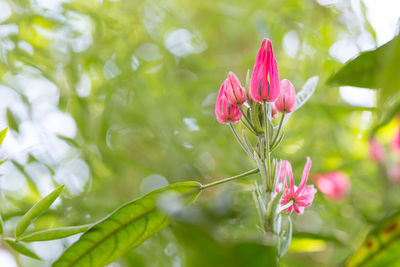 Close-up of pink flowering plant