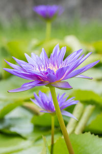 Close-up of purple water lily