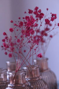 Close-up of pink flowers in vase