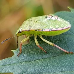 Close-up of insect on leaf