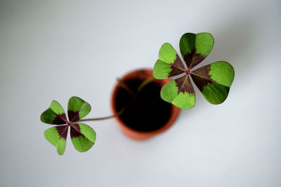 Close-up of plant against white background