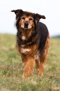 Portrait of tricolor dog standing on field