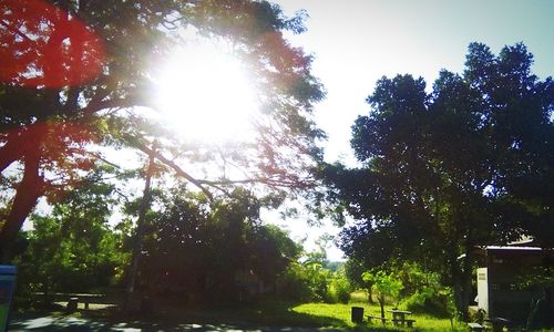 tree
