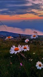 Flowers growing on field against sky during sunset