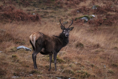Deer standing on field