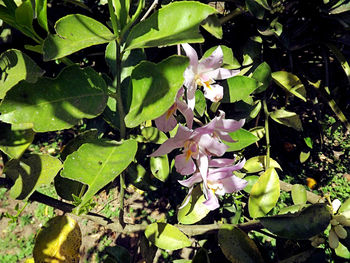 Close-up of plant