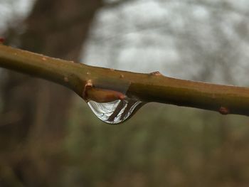 Close-up of water drop on branch