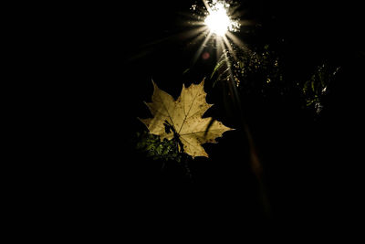 Leaves against sky at night