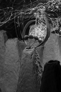 Close-up of crab on rock