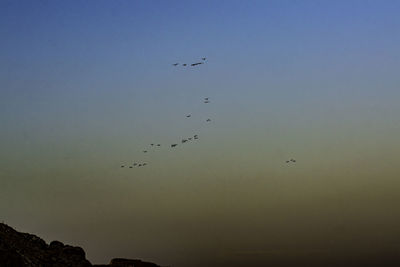 Birds flying in the sky