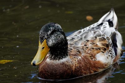 Close-up of duck swimming in lake