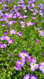 Close-up of purple flowers blooming outdoors